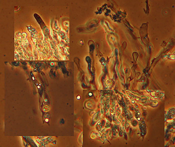 Climacocystis borealis (Fr.) Kotl. & Pouzar